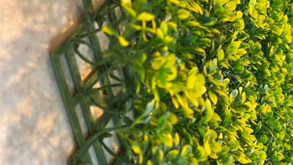 فروش گرین وال شمشادی + قیمت خرید به صرفه